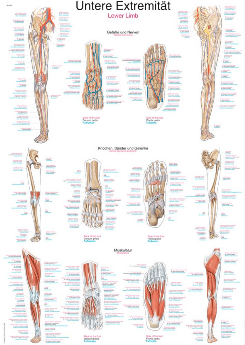Lehrtafel Human Medizin - Erler - Zimmer