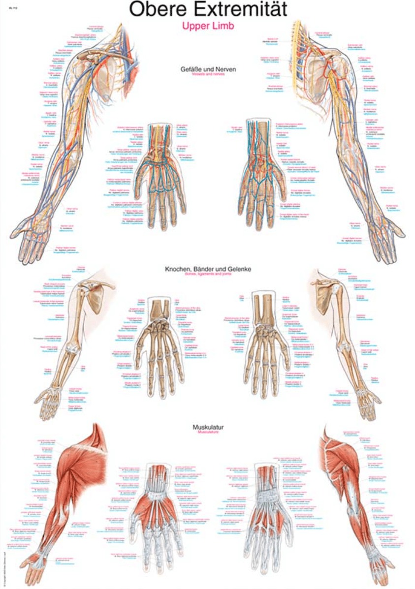 Lehrtafel Human Medizin - Erler - Zimmer