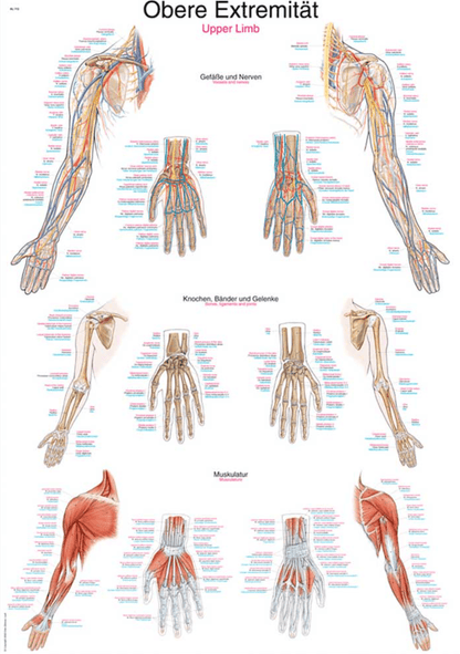 Lehrtafel Human Medizin - Erler - Zimmer