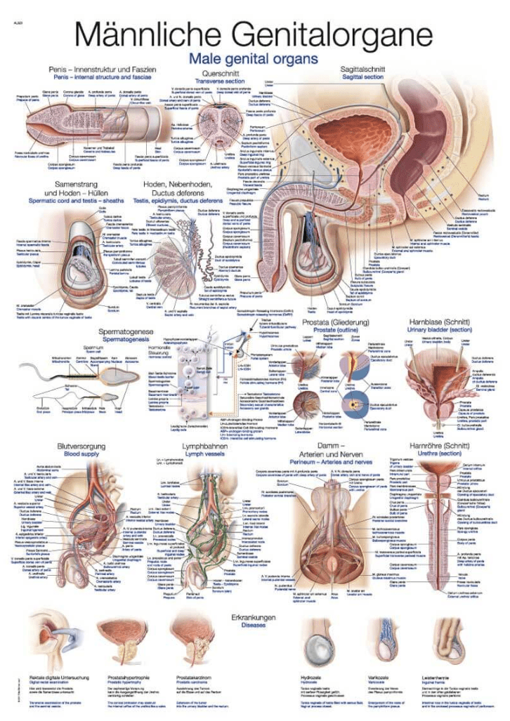 Lehrtafel Human Medizin - Erler - Zimmer
