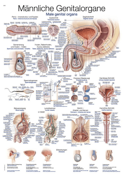 Lehrtafel Human Medizin - Erler - Zimmer