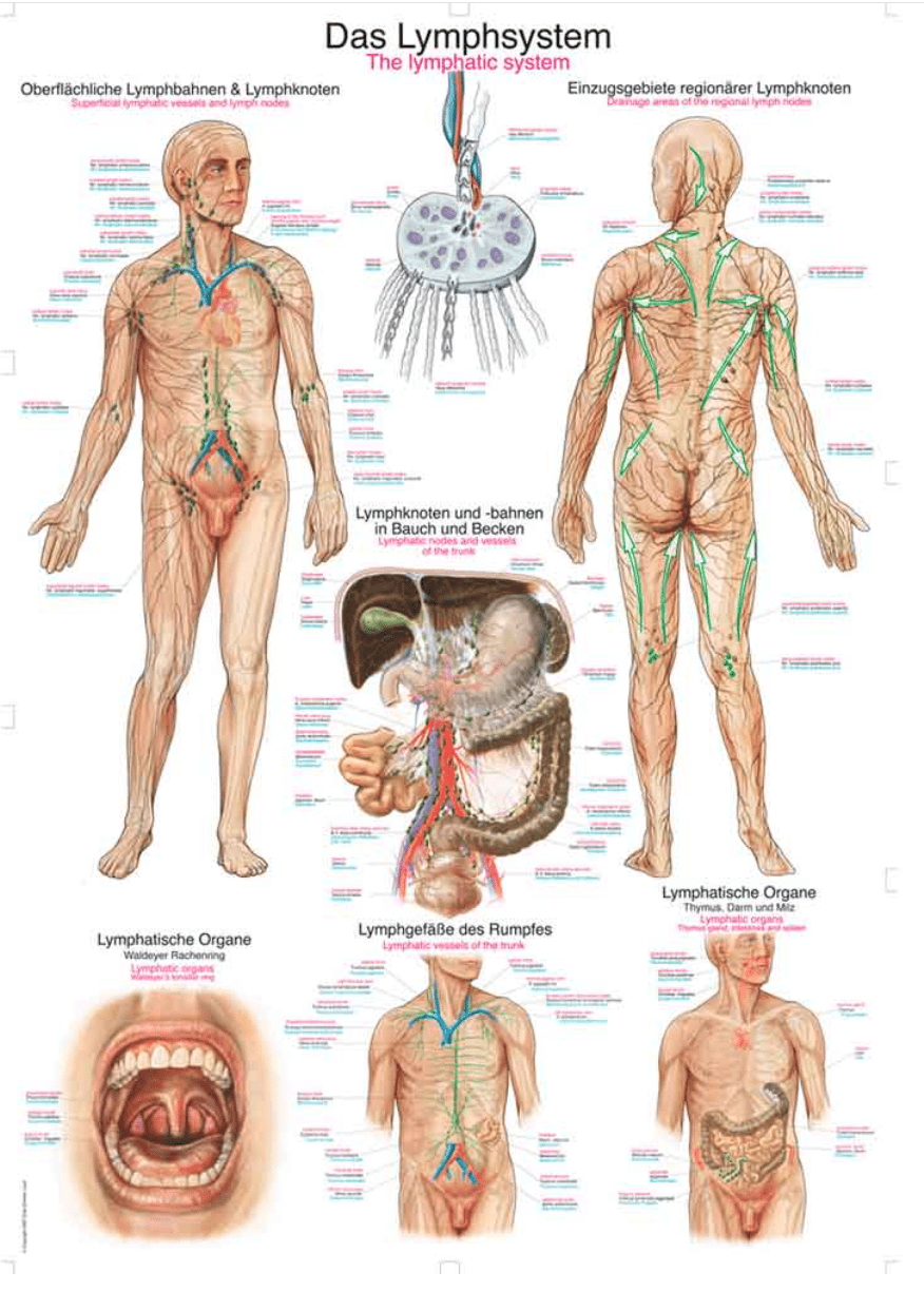 Lehrtafel Human Medizin - Erler - Zimmer