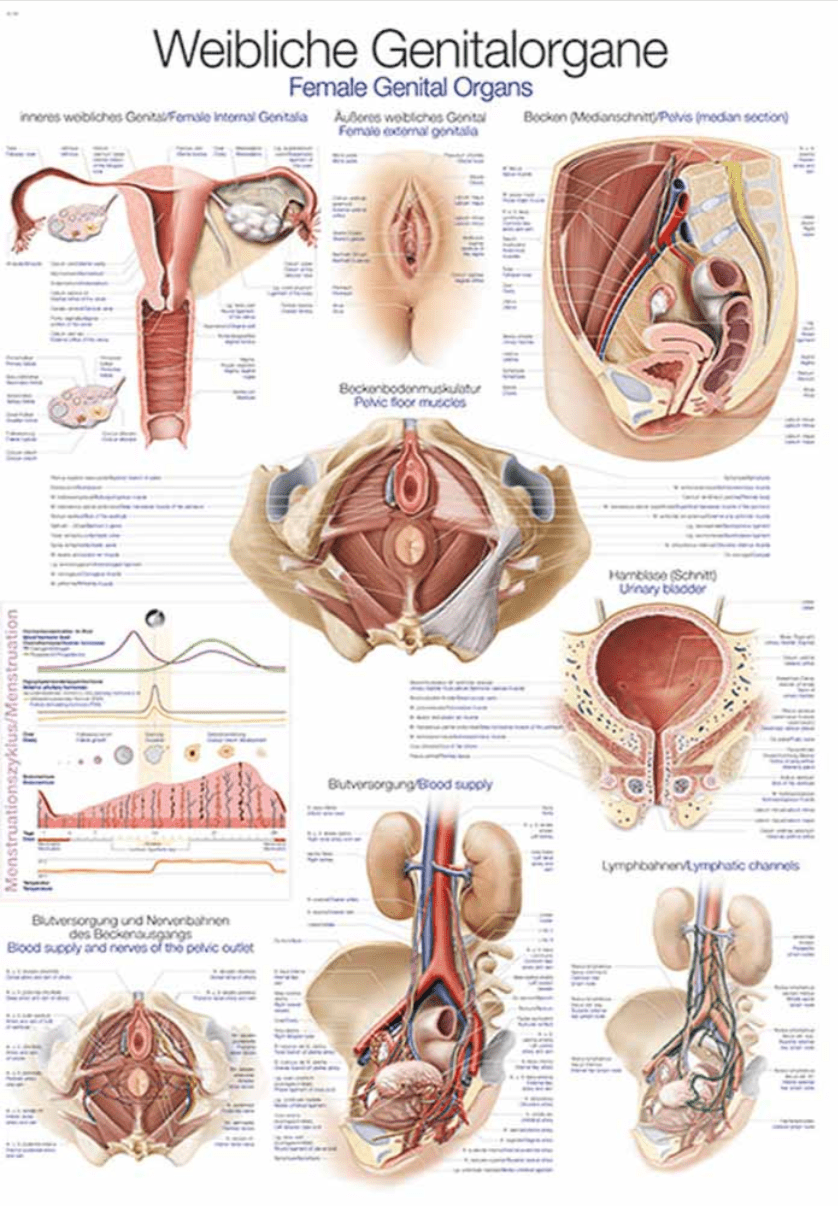 Lehrtafel Human Medizin - Erler - Zimmer