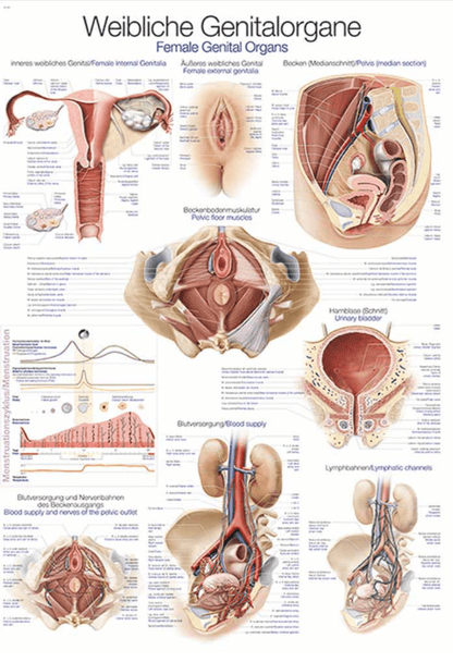 Lehrtafel Human Medizin - Erler - Zimmer