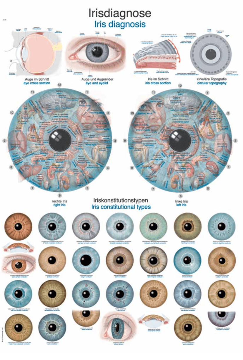 Lehrtafel Human Medizin - Erler - Zimmer