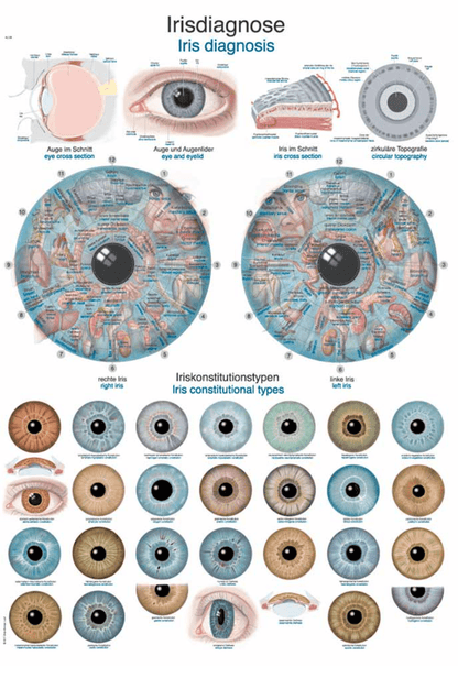 Lehrtafel Human Medizin - Erler - Zimmer