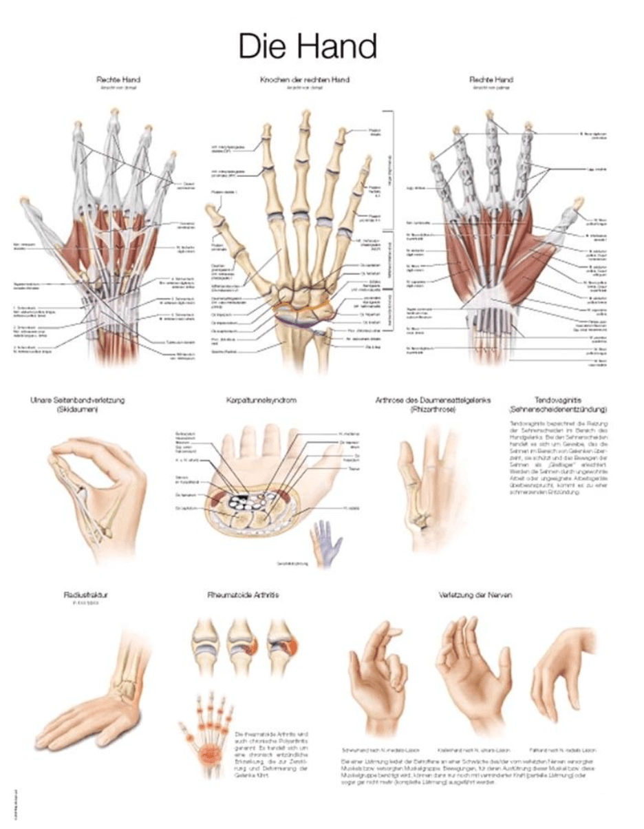 Lehrtafel Human Medizin - Erler - Zimmer