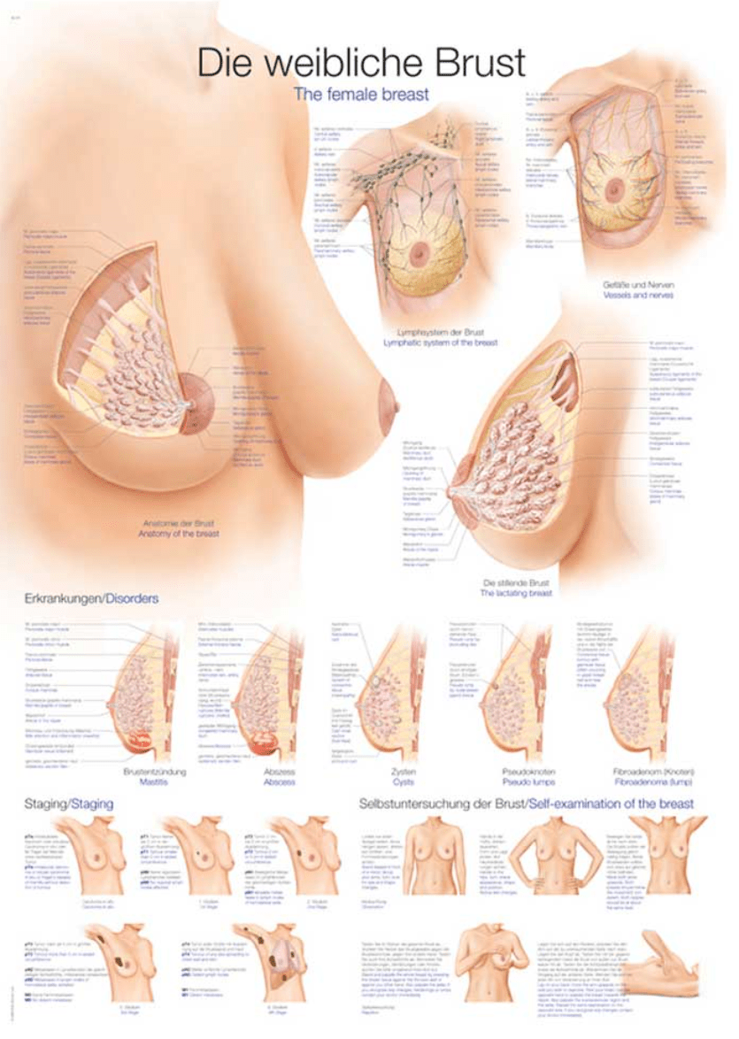 Lehrtafel Human Medizin - Erler - Zimmer