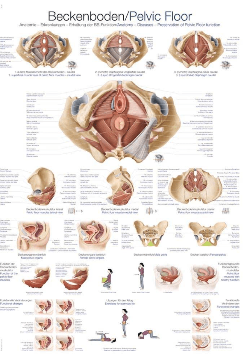 Lehrtafel Human Medizin - Erler - Zimmer