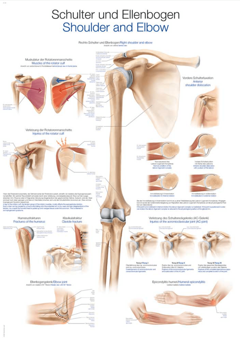 Lehrtafel Human Medizin - Erler - Zimmer