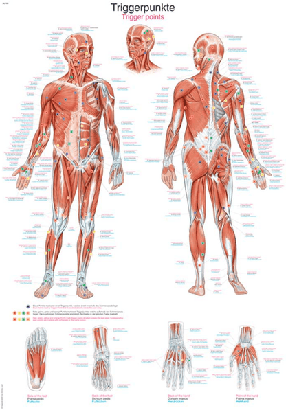 Lehrtafel Human Medizin - Erler - Zimmer