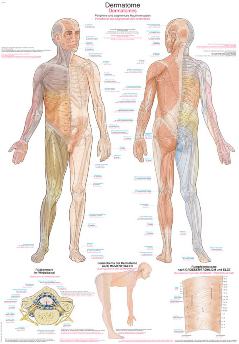 Lehrtafel Human Medizin - Erler - Zimmer