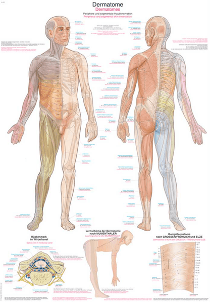 Lehrtafel Human Medizin - Erler - Zimmer