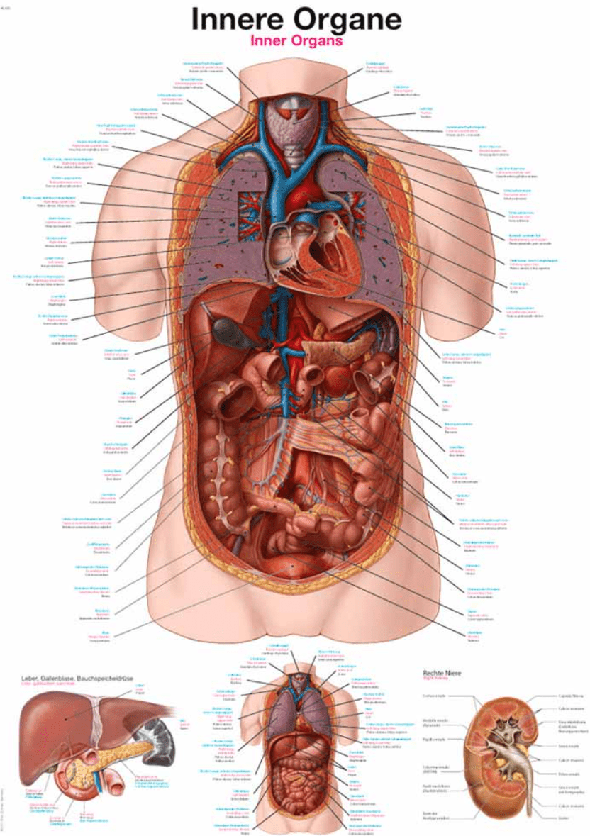 Lehrtafel Human Medizin - Erler - Zimmer