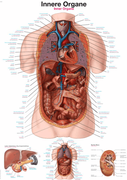 Lehrtafel Human Medizin - Erler - Zimmer