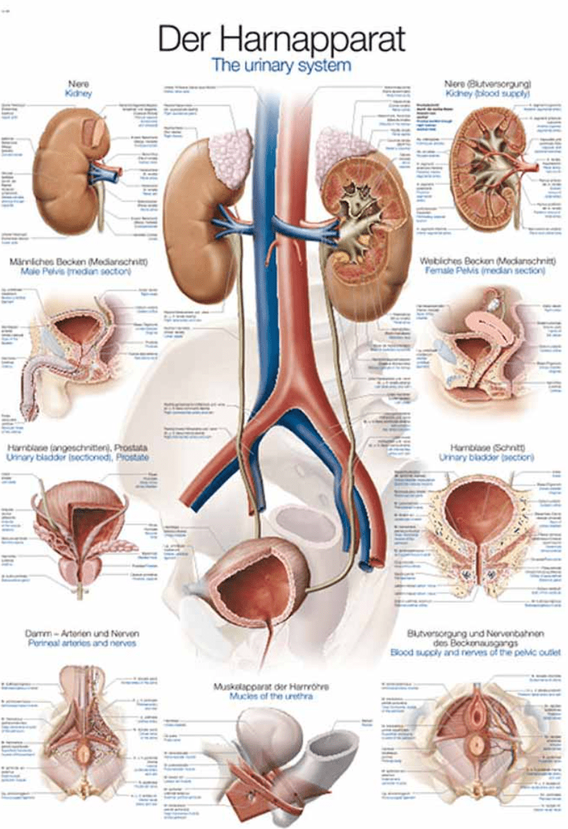 Lehrtafel Human Medizin - Erler - Zimmer