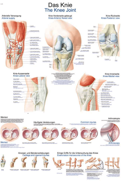 Lehrtafel Human Medizin - Erler - Zimmer