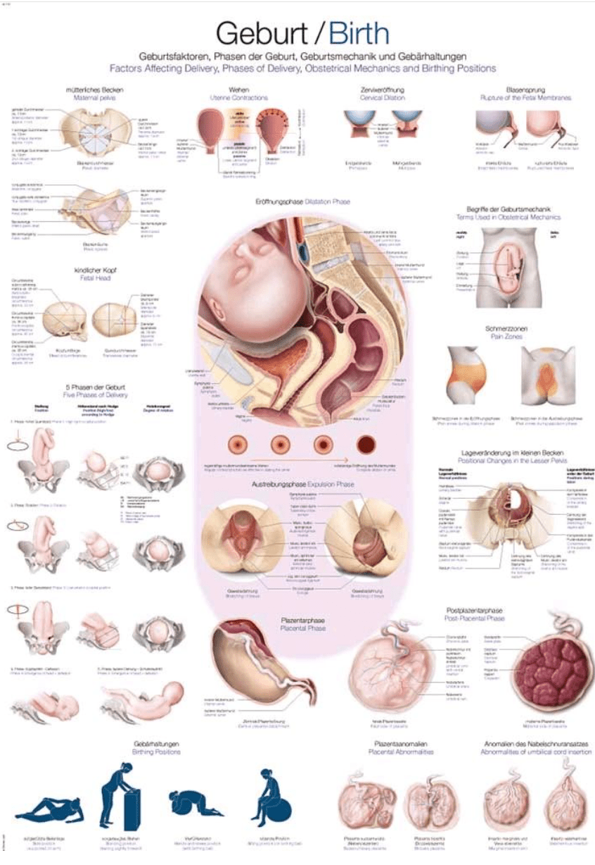 Lehrtafel Human Medizin - Erler - Zimmer