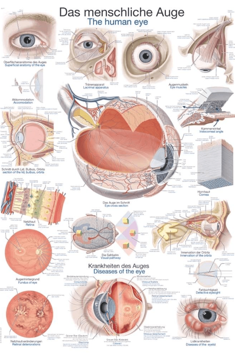 Lehrtafel Human Medizin - Erler - Zimmer