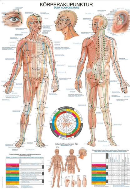 Lehrtafel Human Medizin - Erler - Zimmer