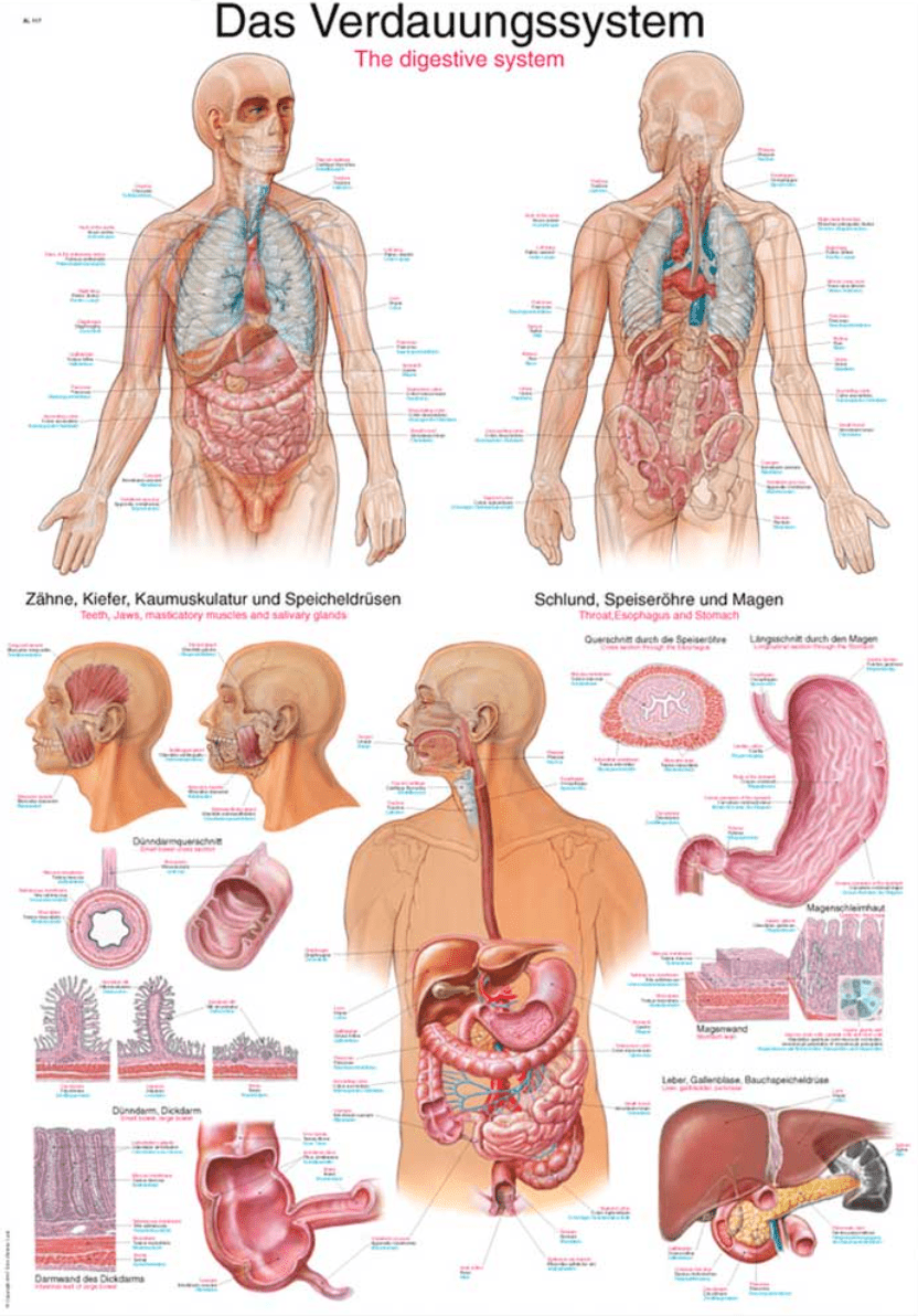 Lehrtafel Human Medizin - Erler - Zimmer