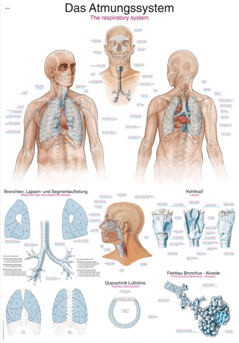 Lehrtafel Human Medizin - Erler - Zimmer