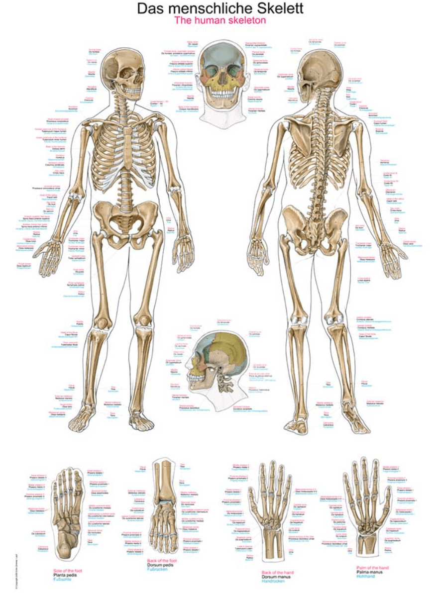 Lehrtafel Human Medizin - Erler - Zimmer