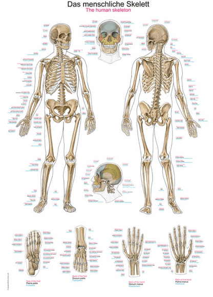 Lehrtafel Human Medizin - Erler - Zimmer