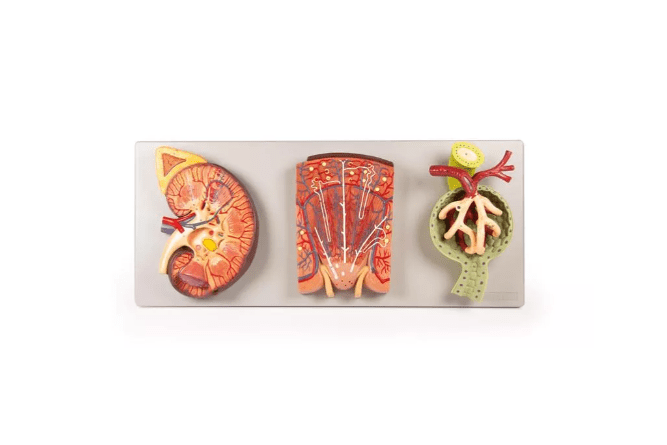 Nierenschnitt, Nephron und Nierenkörperchen - Erler - Zimmer