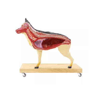 Hunde Modell (Schäferhund), 11 - teilig, 2/3 natürliche Größe - Erler - Zimmer