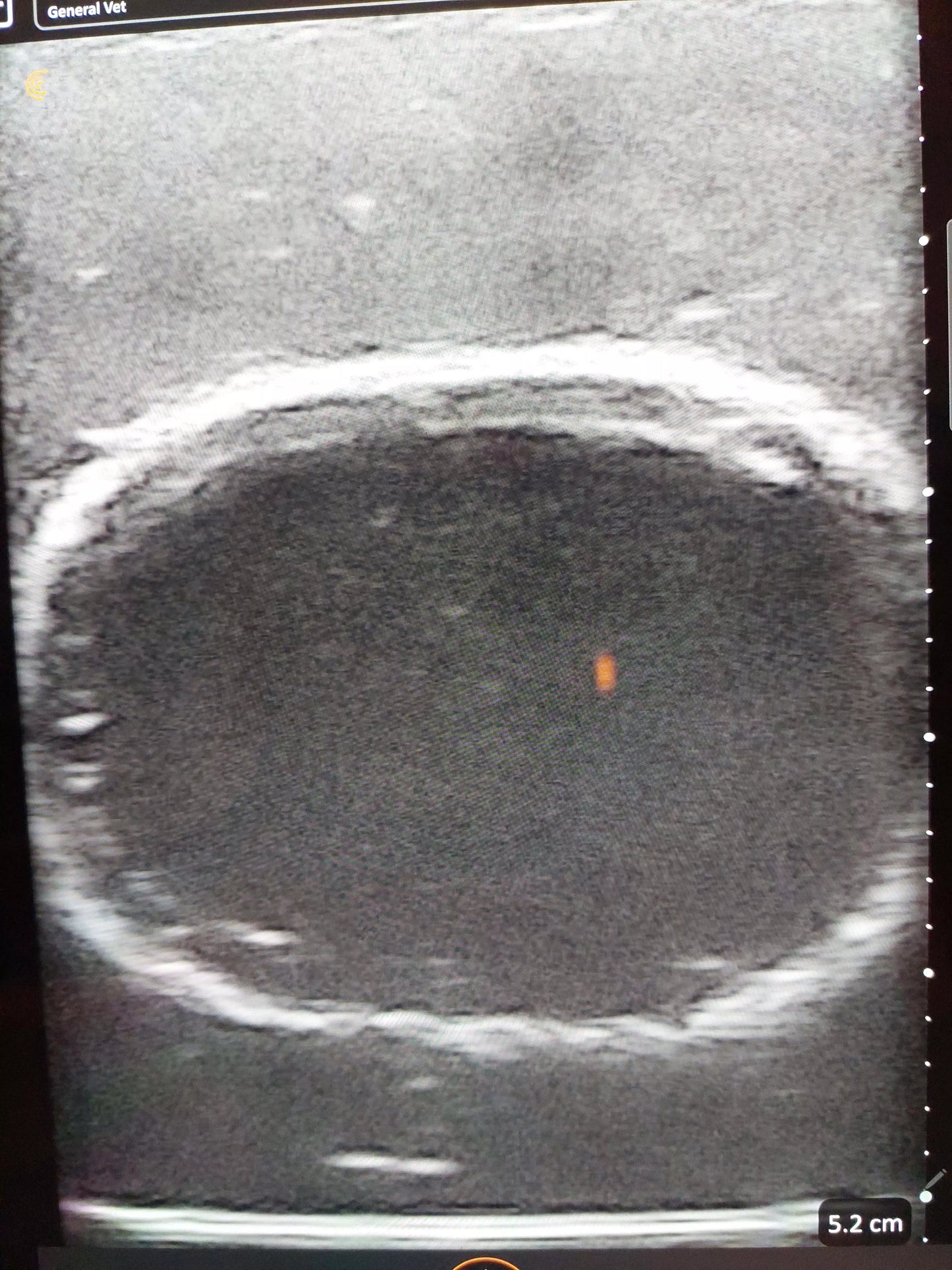 Ultraschalltrainer Hundeblase