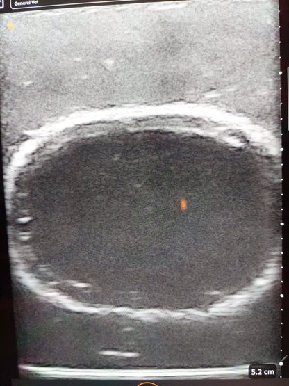 Ultraschalltrainer Hundeblase