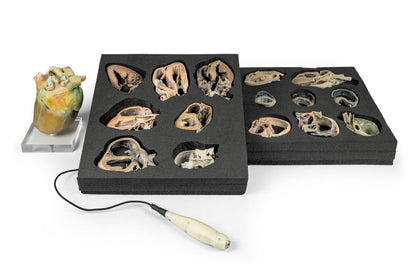 Hunde Echokardiographie Kit