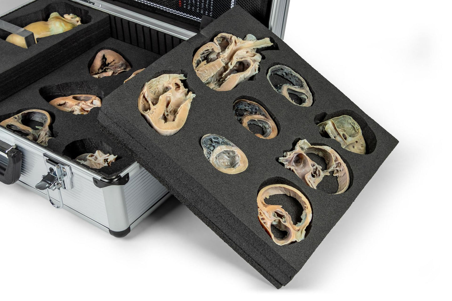 Hunde Echokardiographie Kit