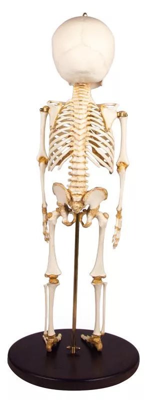 Erler-ZimmerAnatomisches Kinderskelett (14–16 Monate) – Pädiatrisches Entwicklungsmodell auf StativDocMed GmbH