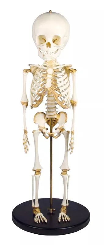 Erler-ZimmerAnatomisches Kinderskelett (14–16 Monate) – Pädiatrisches Entwicklungsmodell auf StativDocMed GmbH