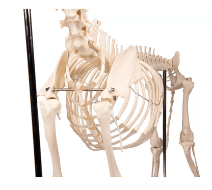 Erler-ZimmerHundeskelett "Olaf", natürliche GrößeDocMed GmbH