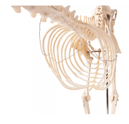Erler-ZimmerHundeskelett "Olaf", natürliche GrößeDocMed GmbH