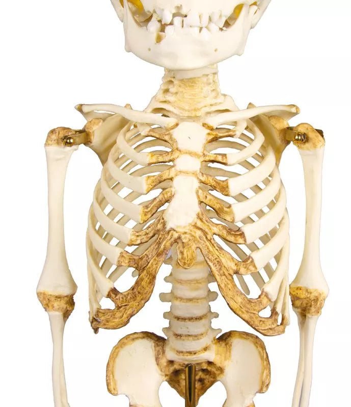 Erler - ZimmerKinderskelett, 14 bis 16 MonateDocMed GmbH