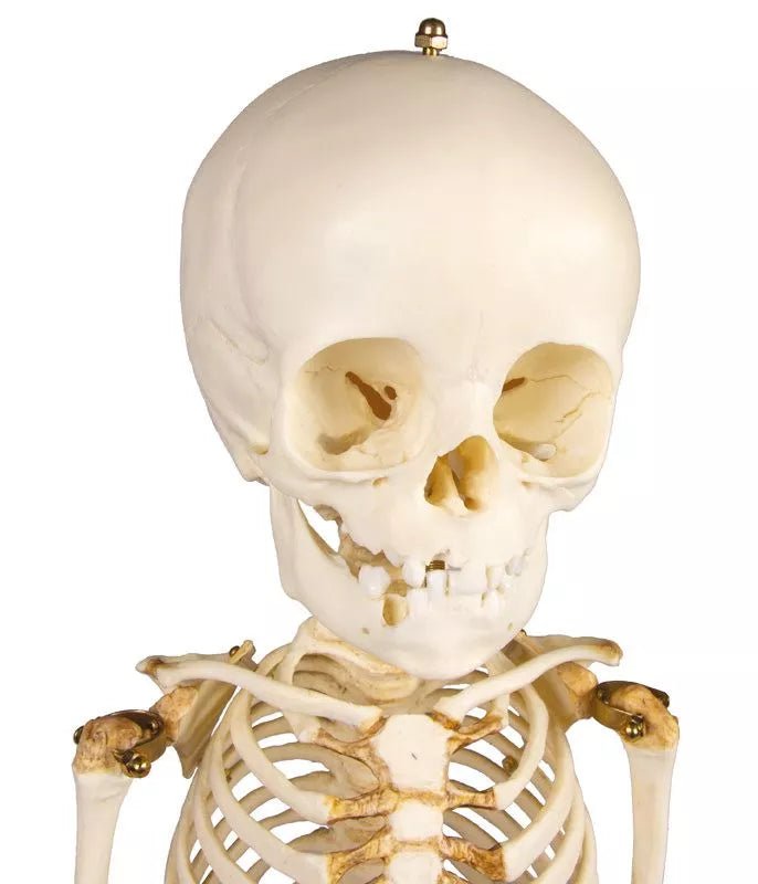 Erler - ZimmerKinderskelett, 14 bis 16 MonateDocMed GmbH