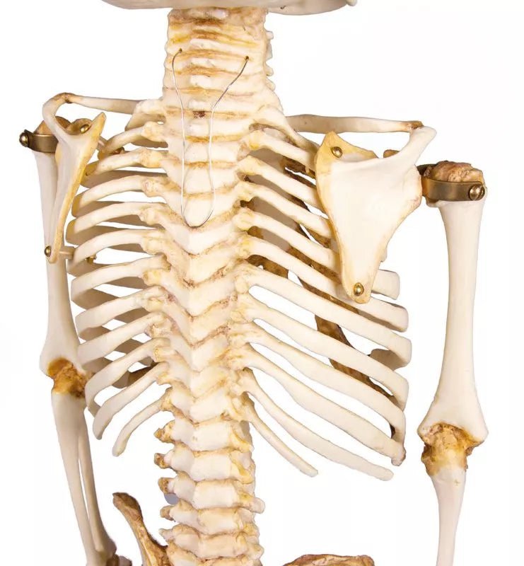 Erler - ZimmerKinderskelett, 14 bis 16 MonateDocMed GmbH