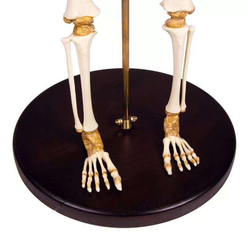 Erler - ZimmerKinderskelett, 14 bis 16 MonateDocMed GmbH