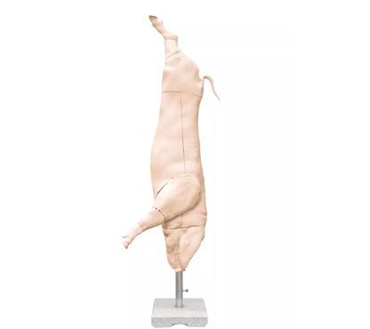Erler-ZimmerSchweine Kadaver ModellDocMed GmbH
