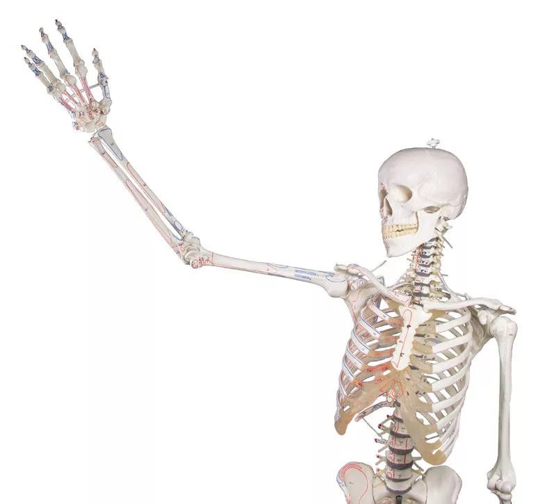 Erler - ZimmerSkelett „Peter“DocMed GmbH