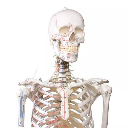 Erler - ZimmerSkelett „Peter“DocMed GmbH