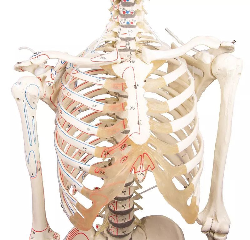 Erler - ZimmerSkelett „Peter“DocMed GmbH