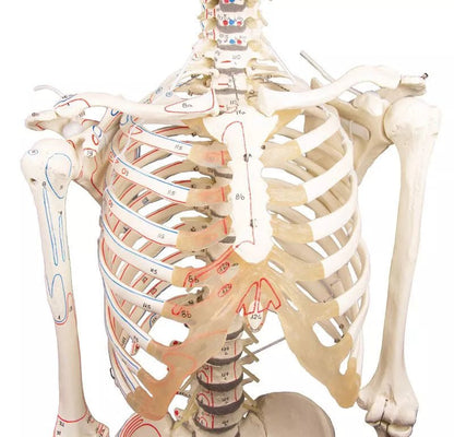 Erler - ZimmerSkelett „Peter“DocMed GmbH