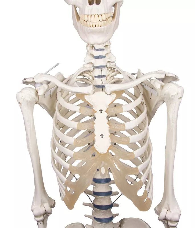 Erler - ZimmerSkelett „Willi“DocMed GmbH