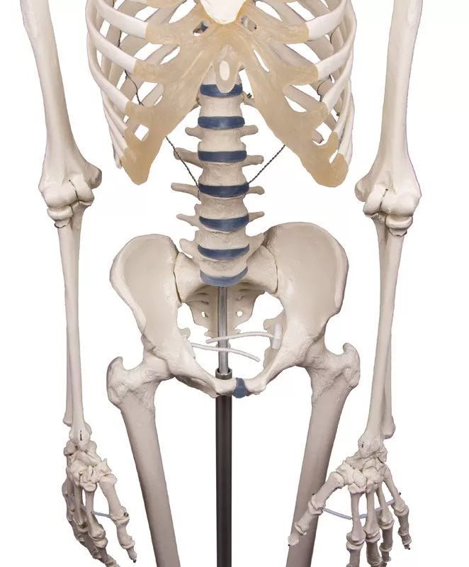 Erler - ZimmerSkelett „Willi“DocMed GmbH