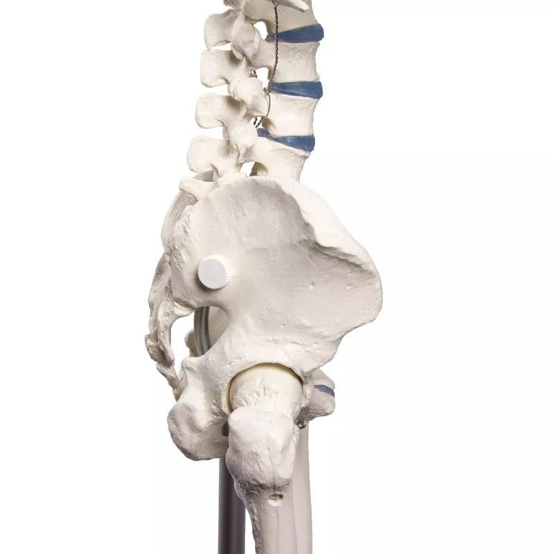 Erler - ZimmerSkelett „Willi“DocMed GmbH